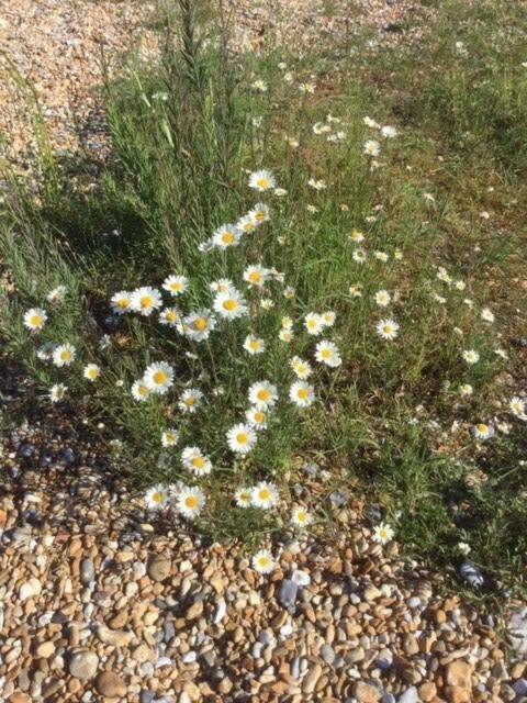 Mariner'S Cottage - On Kingsdown Beach Deal Luaran gambar
